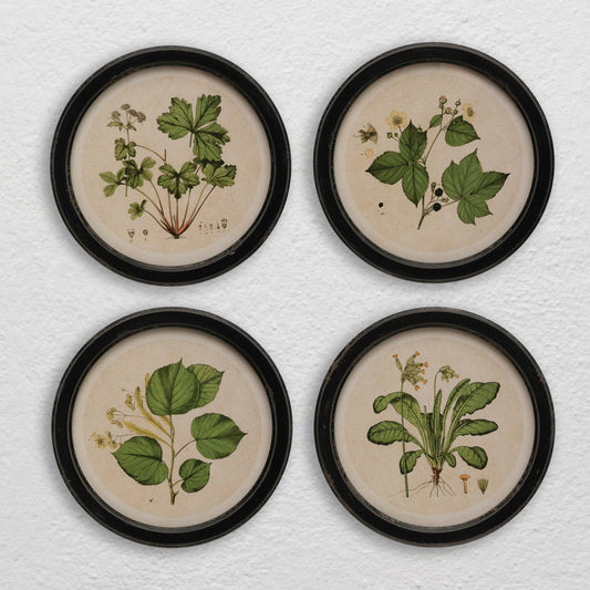Round Vintage Botanical Print