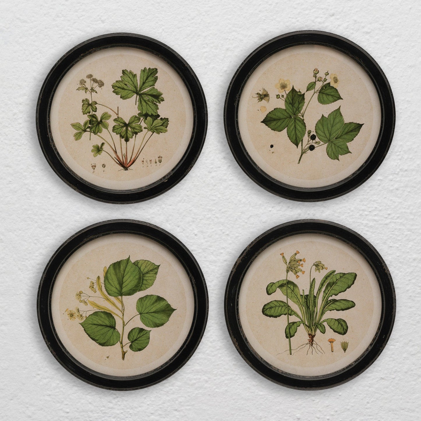 Round Vintage Botanical Print