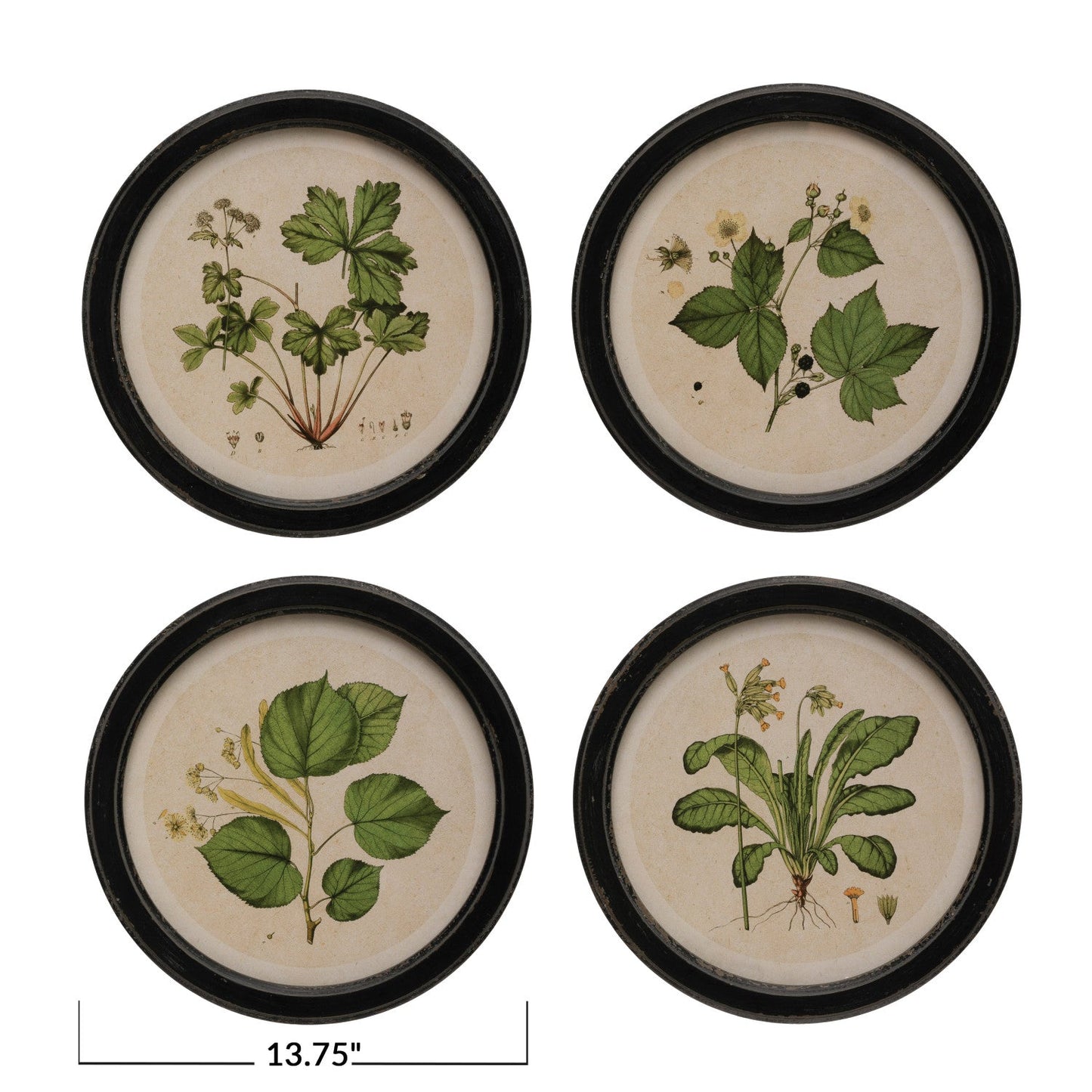 Round Vintage Botanical Print