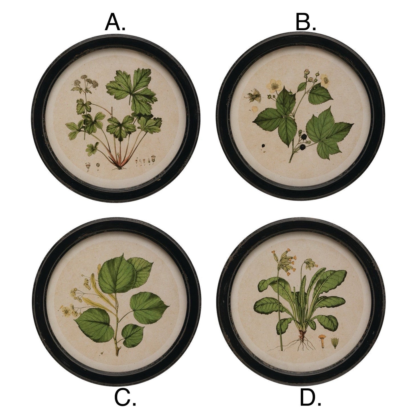 Round Vintage Botanical Print